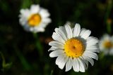 dsc_5680.jpg